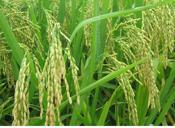 Lúa Bắc Thơm số 7